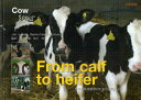 From calf to heifer ̈琬Ǘ̂߂̎HKCh {[{/G] (Cow) (Ps{EbN) / JanHulsen/ BerrieKleinSwormink/ c/Ė yL/Ė