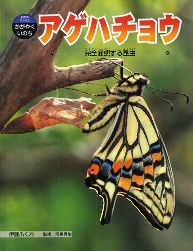 アゲハチョウ 完全変態する昆虫[本/雑誌] (科学のアルバム・かがやくいのち) (児童書) / 伊藤ふくお/著 岡島秀治/監修