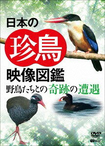 シンフォレストDVD 日本の珍鳥 映像図鑑 野鳥たちとの奇跡の遭遇[DVD] / 趣味教養