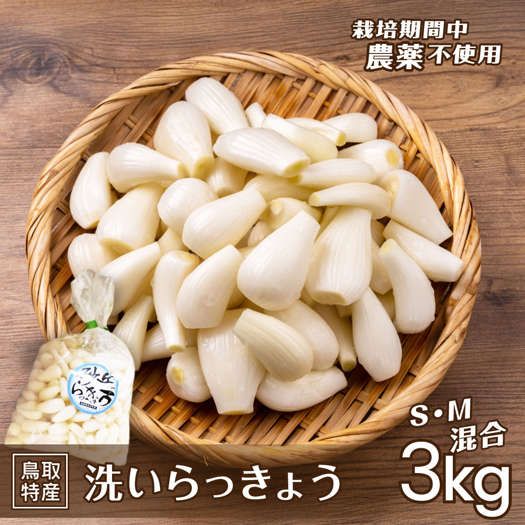 【楽天スーパーSALE10%OFF】 洗い 北条砂丘らっきょう 3kg 栽培期間中農薬不使用 S M 混合サイズ 生らっきょう 鳥取 北栄町 北条町 砂丘 旬 国産 地元生産者応援企画 産地直送 送料無料(北海道・沖縄を除く)
