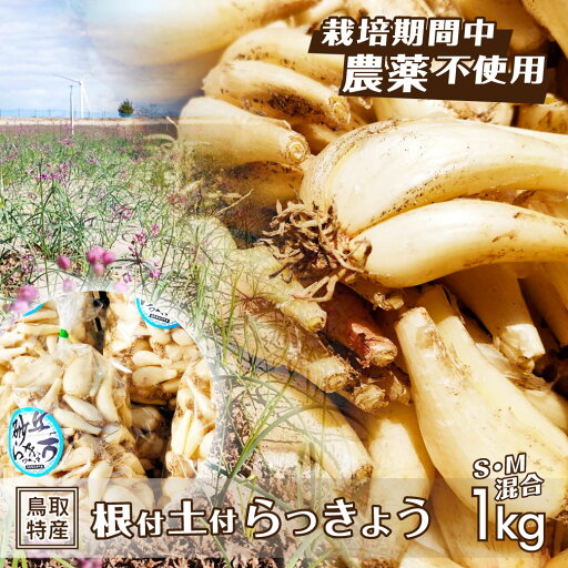 【予約】 根付き 北条砂丘らっきょう 栽培期間中農薬不使用 1kg S M 混合サイズ 生らっきょう 土付き らくだ系 鳥取 北栄 砂丘 新鮮 旬 国産 地元生産者応援企画 産地直送 送料無料(北海道・沖縄を除く) 【予約】 根付き 北条砂丘らっきょう 栽培期間中農薬不使用 1kg S M 混合サイズ 生らっきょう 土付き らくだ系 鳥取 北栄 砂丘 新鮮 旬 国産 地元生産者応援企画 産地直送 送料無料(北海道・沖縄を除く)