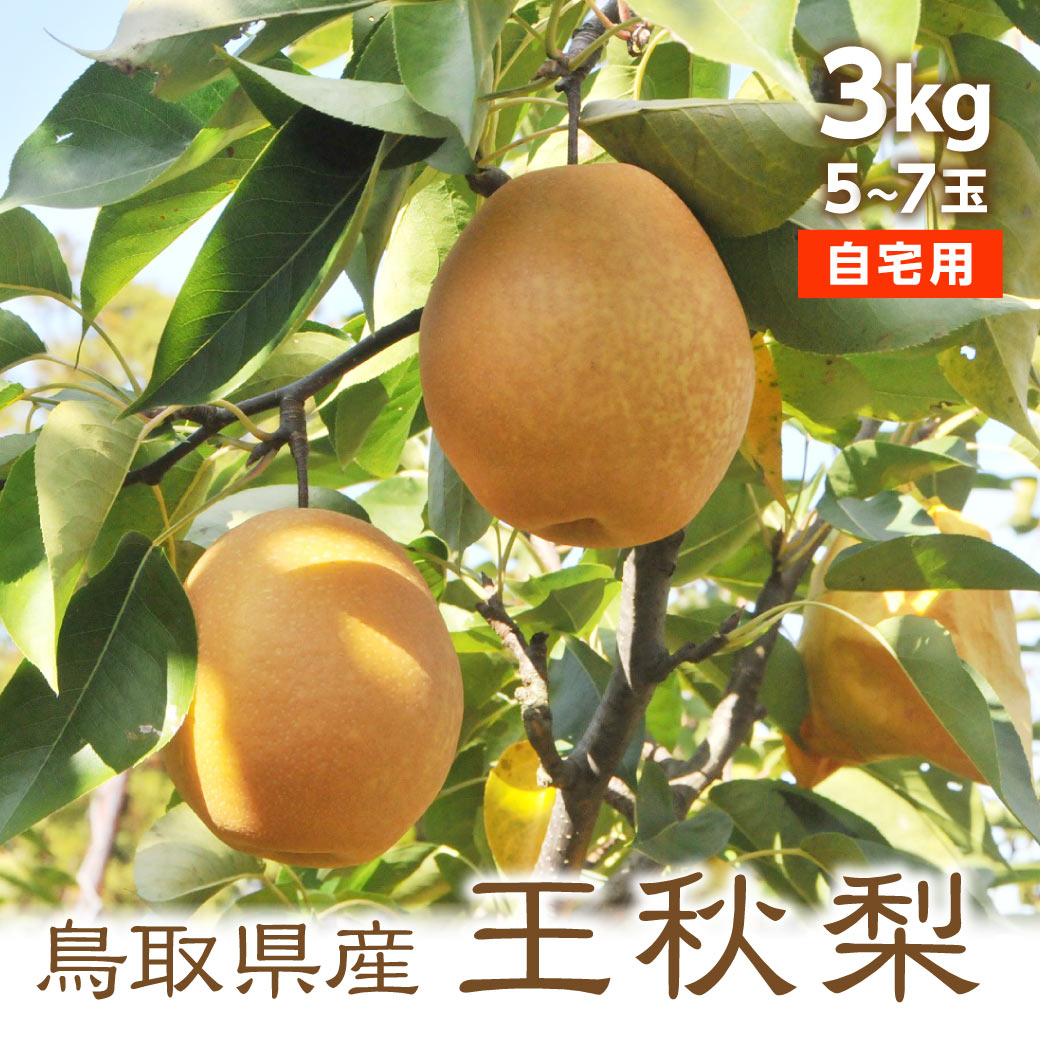 梨 【11月初旬出荷】 訳あり 王秋 3kg 5〜7玉入 梨 鳥取県産 おうしゅう 自宅用 産地直送 送料無料(北海道・沖縄を除く)