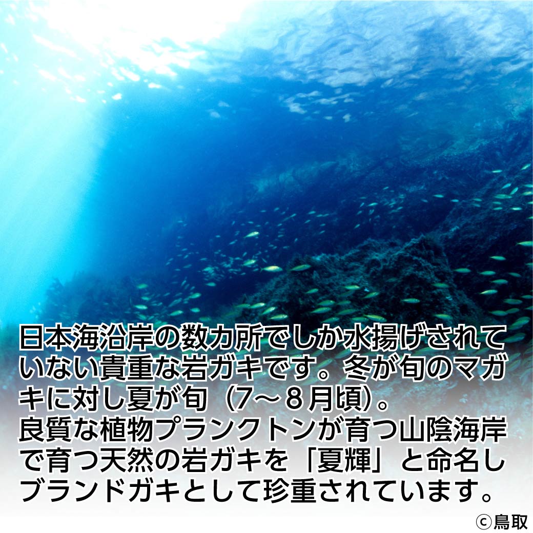 牡蠣 夏輝 2kg 産地直送 かき カキ 今が旬 ブランド 鳥取 海鮮 殻付き 季節もの 生食用 新鮮 鳥取県産 岩牡蠣 産地直送 岩ガキ 岩がき