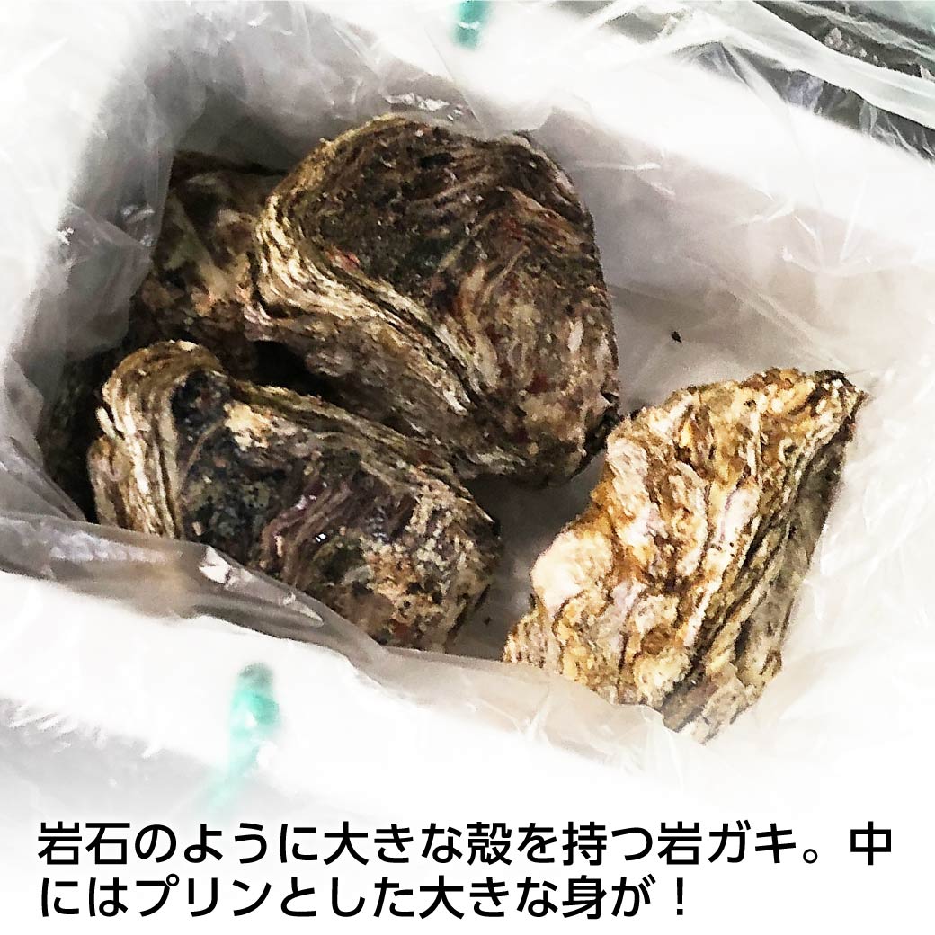 牡蠣 夏輝 2kg 産地直送 かき カキ 今が旬 ブランド 鳥取 海鮮 殻付き 季節もの 生食用 新鮮 鳥取県産 岩牡蠣 産地直送 岩ガキ 岩がき