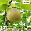 予約 梨 【8月下旬出荷】 秋栄 3kg 7~10玉入 鳥取県産 梨 あきばえ 贈答用 進物用 ギフト 送料無料(北海道・沖縄を除く)