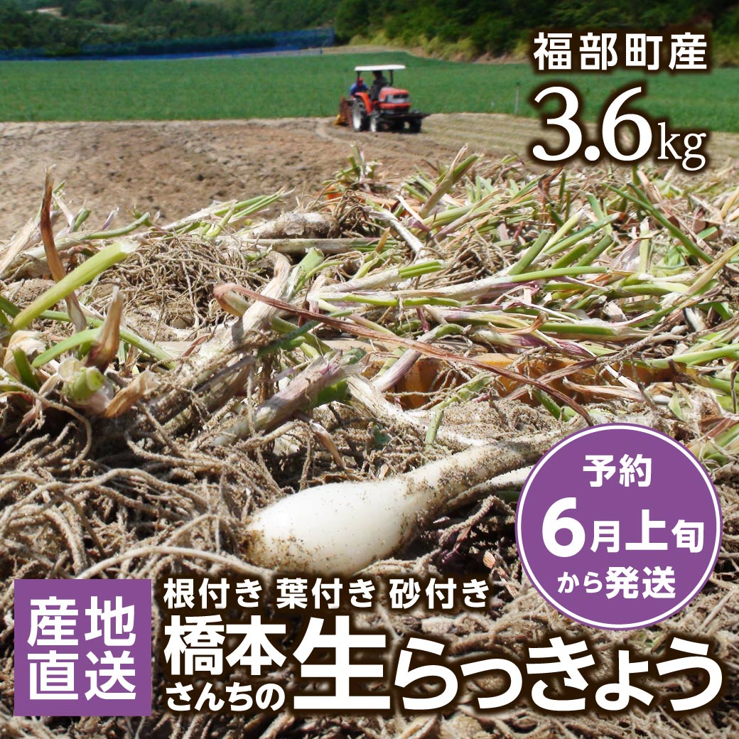 地元生産者応援企画 産地直送 鳥取県福部町産 橋本さんちの根付き 生らっきょう 3.6kg 土付き 免疫力上昇 血液サラサラ 新鮮 野菜 今が旬 国産