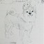 ( リネン ) スケッチまめしば 【 手作り 手芸 動物柄 犬柄 柴犬 】【 商用利用可 】 1,122円