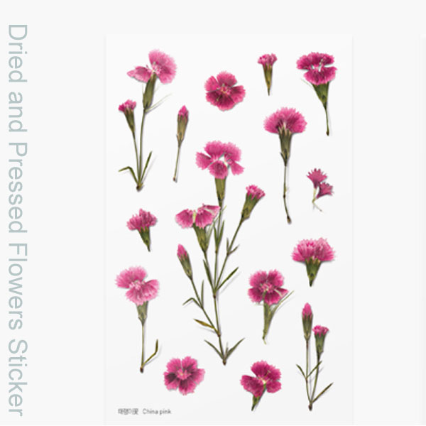 ( ドライフラワー風 ステッカー ) セキチク 押し花スタイルステッカー 【 商用利用可 】