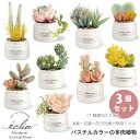CT触媒 フェイクグリーン 造花 多肉植物 寄せ植え Sサイズ 小さめ パステルカラー かわいい 箱入り 観葉植物 消臭 抗菌 防汚 エクリア お手入れ不要 安...