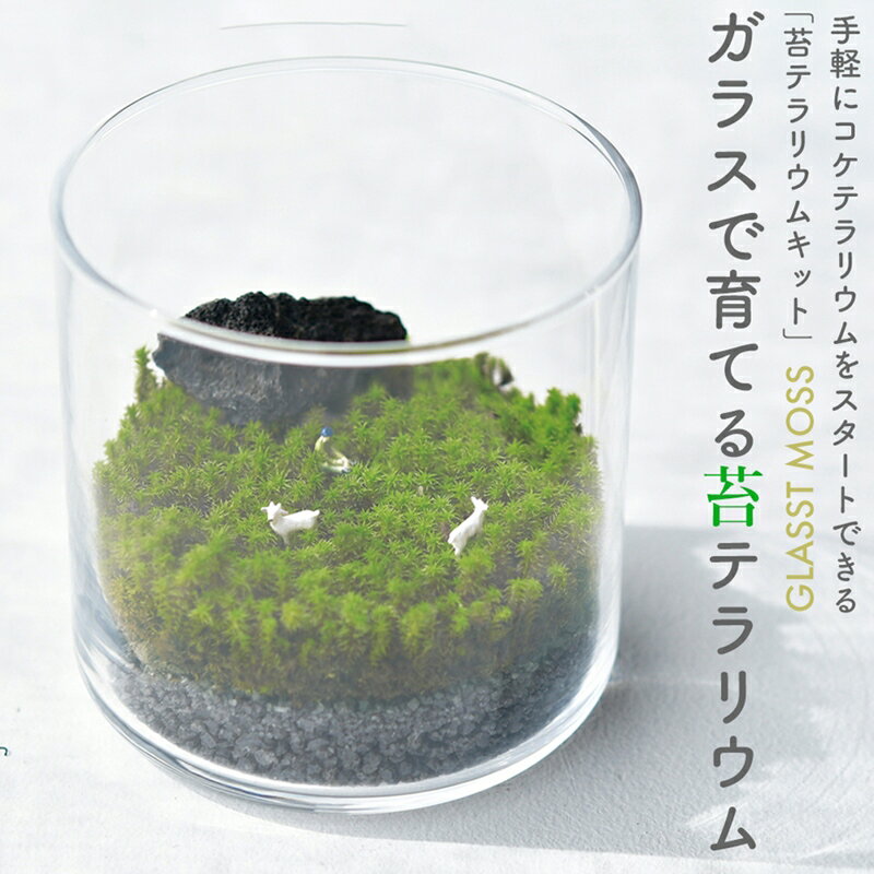 苔テラリウム 栽培キット 植物 コケ グラストモス スナゴケ スターターセット ガラス容器 グリーン ...