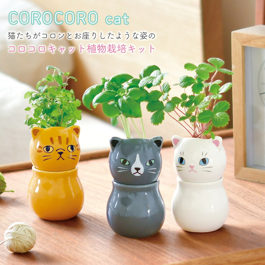 その他観葉植物 neko その他観葉植物 neko ネコ 観葉植物」の人気商品