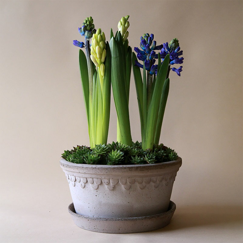Bergs Potter 植木鉢 グレー Co...の紹介画像2