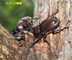 メール便限定送料無料【誘引力UP】昆虫採集ゼリー個装パック品26gx5個入り