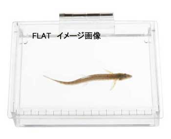 デジカメ撮影に！観察ケース！ふぉっとっとFLAT！