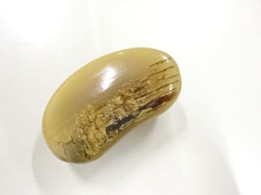 水牛 帯留め【アンティーク】【中古】【着】 水牛 帯留め【アンティーク】【中古】【着】