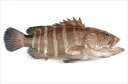 　 商品説明 名称 伊勢神宮奉納魚　マハタ 切り身（約35g×8切れ）(km-hm910016) 内容量 マハタ（約35g×8切れ） 産地名 三重県 賞味期限 冷凍30日 保存方法 -18℃以下で保存（要冷凍） 備考 ※沖縄・離島は別途1100円の送料加算となります。伊勢神宮式年遷宮に奉納された幻の高級魚「尾鷲マハタ」。 女性にうれしいコラーゲンを豊富に含み、透き通る白身は歯ごたえも良く、 その味は極めて美味です。 真はたは深場の海に生息し、漁獲量が少なく市場にはほとんど流通しません。 釣り人にとっても、狙ってもまれにしか釣り上げられない憧れの魚です。 幻の高級魚マハタの切り身。 煮ても焼いてもその味は極めて美味です。 冬は鍋が絶品！ 透明感のある美しい身からは白身魚とは思えないほど濃厚なダシがあふれます。 モッチリとした食感とバツグンの脂乗り、火を通すことで旨みが増しコク深い味わいが楽しめます。 また、皮目のゼラチン層もまた美味で余すことなく味わえます。 締めには濃厚な出汁が広がる鍋で、うどんがおすすめです。 薄めの塩加減にしていただくと旨味がさらに引き立ちます。 滋味あふれるあったか鍋で、身も心もぽかぽかになります。 食通憧れの「尾鷲のマハタ」を贅沢な鍋で是非一度お試しください。