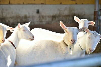 ��ܹ⸶ �������֥�� ���� �˥䥮�ߥ륯 ������ ���եȥ��å� ����Ȣ���� ���ָ��� ����¢�� Goat milk cheese �䤮�� ���ե� gift ����� ����� ���渵 ����� ������ �ץ쥼���