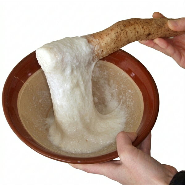 Chinese Yam - 山形県産 雪国育ちの 自然薯 生芋 1kg