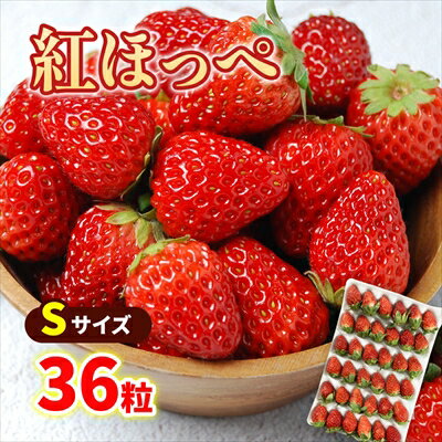 期間限定 いちご 紅ほっぺ Sサイズ(36粒) 約300g <冷蔵> (沖縄・離島配送不可) イチゴ 苺 べにほっぺ ベニホッペ ギフト gift 母の日 父の日 御中元 御歳暮 誕生日 プレゼント バレンタイン ホワイトデー