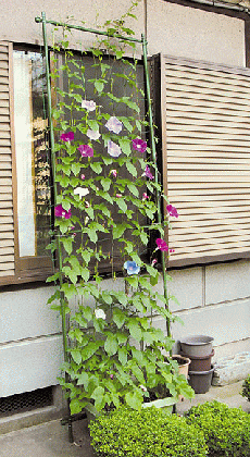 第一ビニール 緑のカーテン (立掛けタイプ) 幅80cm×高さ2.4m