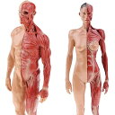 人体モデル 人体模型 男性 女性 11インチ 約30cm 人体筋肉模型 模型 樹脂 筋骨格 CGペイ ...
