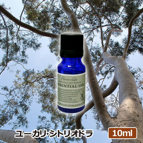 アロマオイル ユーカリシトリオドラ 10ml AEAJ表示基準適合認定精油 高品質 エッセンシャルオイル 精油 アロマオイル 人気 アロマテラピー 香り フレーバーライフ 癒し アロマグッズ