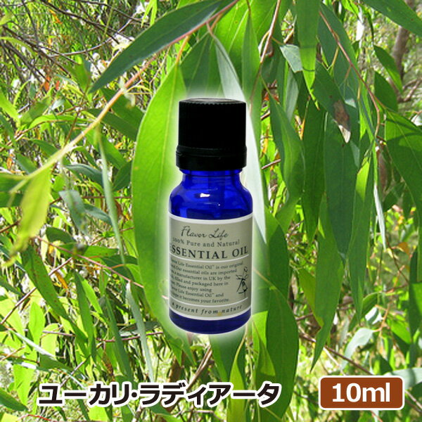 アロマオイル ユーカリラディアータ 10ml(AEAJ表示基準適合認定精油 高品質 エッセンシャルオイル 精油 アロマオイル 人気 アロマテラピー 香り フレーバーライフ 癒し アロマグッズ)(キャッシュレス5%還元)