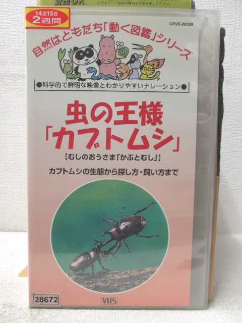 HV04808【中古】【VHSビデオ】自然はともだち「動く図鑑」シリーズ5虫の王様「カブトムシ」