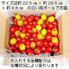 販売再開　トマト ミニトマト 生産者から直送 宅配便なら全国送料無料　当店一番人気！数種類のミニトマトが入った『店長おまかせ　バラ(パックなし）ミックス』とってもお得な2キログラム　お入れする品種配分は店長におまかせください