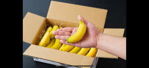 流行りの「ミニバナナ」宮崎産無農薬で皮まで食べても安心・安全！1kg詰め合わせ（約10本前後入り）