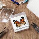 生物学プロジェクト向けの調整可能な標本セット教育用 小型 昆虫標本箱 昆虫検体採取 蝶標本ツール セット 昆虫標本の作り方 昆