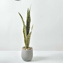 人工観葉植物 サンセベリア 幅14cm×奥行14cm×高さ56cm 中型フェイクグリーン 光触媒仕様 陶器鉢付き 簡単世話 水やり不要 (サンセベリア)