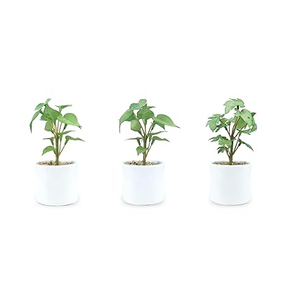 ͹տʪȭ3åȡʥݥȥ2ġ󥹥ƥ1ġƥ7*7*16CM˥ߥ  ý  ƫȭ ƥꥢ꡼ ե  ...