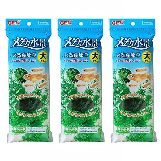 インドア メダカの産卵にぴったり