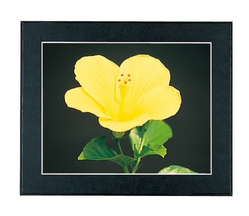 FUJICOLOR 額縁 マットパネルDX 全紙ノートリ135 全紙 木製 ブラック 503047