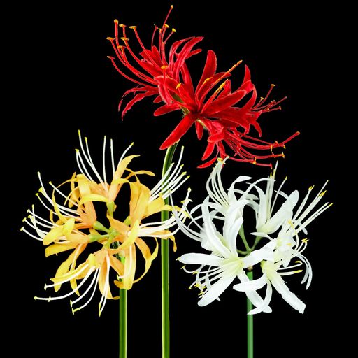 DIFEIUKI造花曼珠沙華彼岸花3本セットヒガンバナ枯れない花レッドホワイトオレンジ色石蒜ブーケインテ..