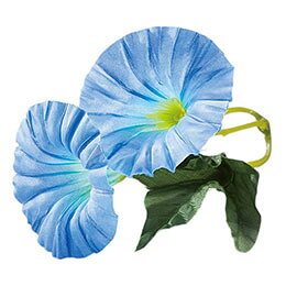 ☆ヤマコー 用美 業務用 四季の花ごよみ 朝顔(ブルー)(100個入) yamaco64336