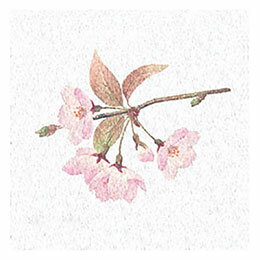 ☆ヤマコー 用美 業務用 両面ラミ四季彩シート 桜 (200枚入) yamaco66366