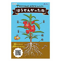 ほうせんかを育てるセット!ワークシートをダウンロードして成長の記録が取れる!種に付属するテキストからワークシートをダウンロードして成長の記録が取れます。セット内容 : 花の種 ホウセンカ×1 商品サイズ : 84×139mm 材質 : 種 梱包形態 : 袋入り 生産国 : 日本 保証期間 : 初期不良対応