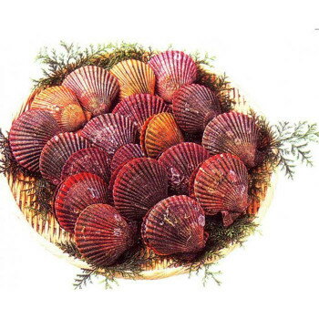 ◎●【送料無料】【代引不可】対馬産ひおうぎ貝20個「他の商品と同梱不可/北海道、沖縄、離島別途送料」