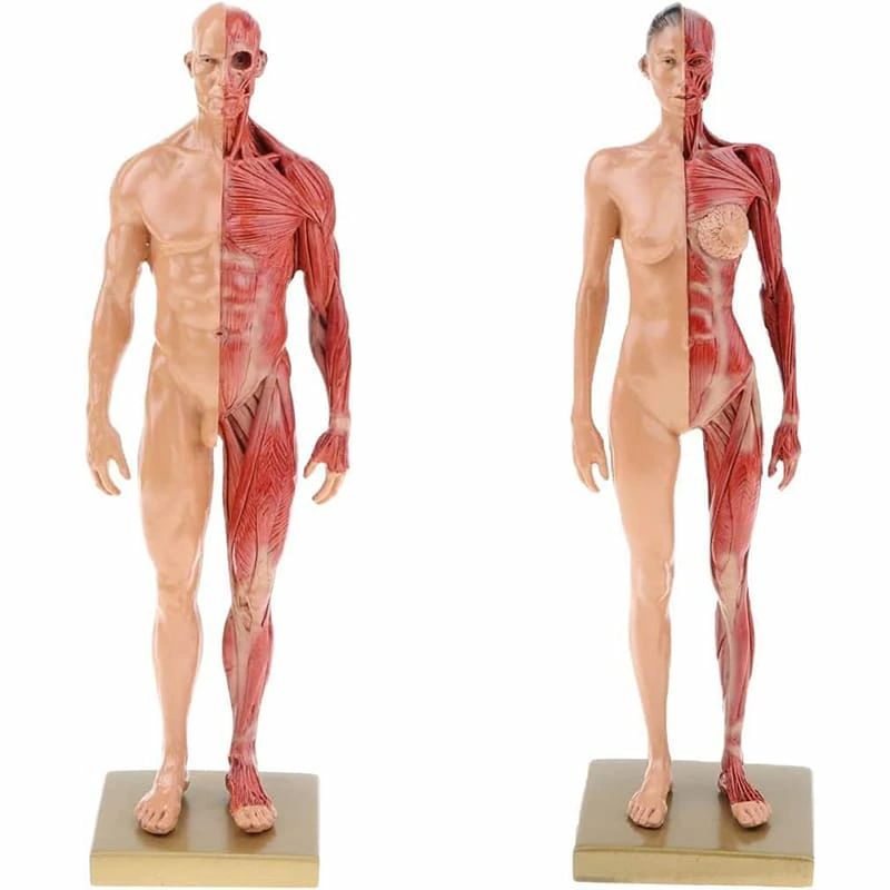 人体モデル 人体模型 男性 女性 11インチ 約30cm 人体筋肉模型 模型 樹脂 筋骨格 CGペインティング 彫刻 父の日
