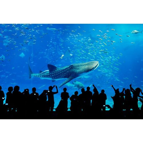 500�ߥ����ݥ�ȯ���桪��²�� ?An Aquarium ���������鳤��²�ۡ� DVD