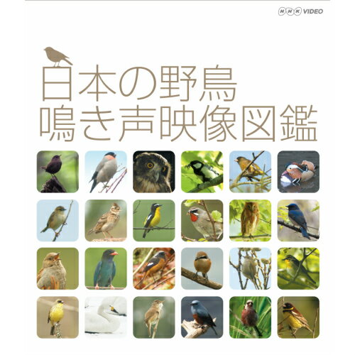 日本の野鳥 鳴き声映像図鑑 ブルーレイ