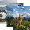 エントリーで全品ポイント10倍岩合光昭の世界ネコ歩き DVD 全31巻セット