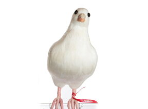 Dove【L】 鳩 ハト　はと PUEBCO Artificial Birdsプエブコ アーティフィシャルバード112077【あす楽対応_東海】