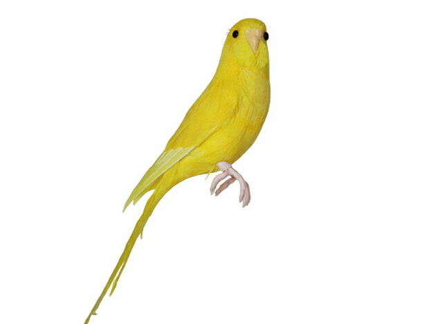 Budgie(Yellow) セキセイインコ イエロー PUEBCO Artificial Birdsプエブコ アーティフィシャルバード125077【あす楽対応_東海】