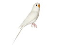 Budgie(White) セキセイインコ ホワイト PUEBCO Artificial Birdsプエブコ アーティフィシャルバード126074【あす楽対応_東海】