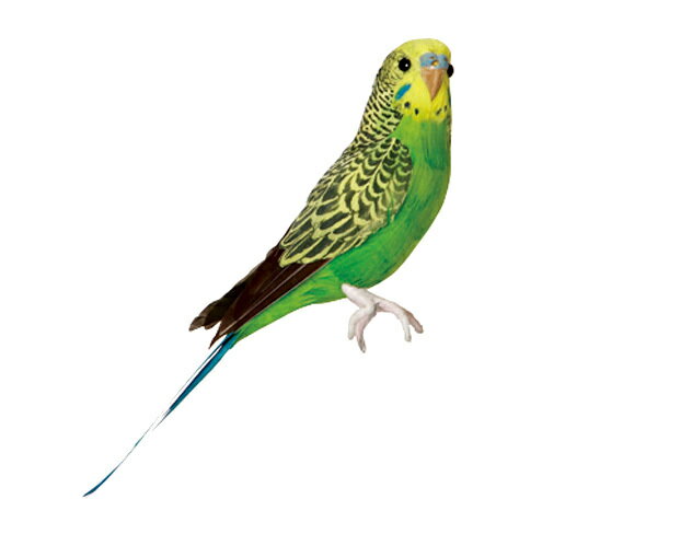 Budgie(Green) セキセイインコ　グリーン PUE