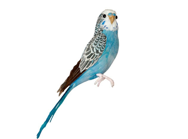 Budgie(Blue) セキセイインコ　ブルー PUEBC