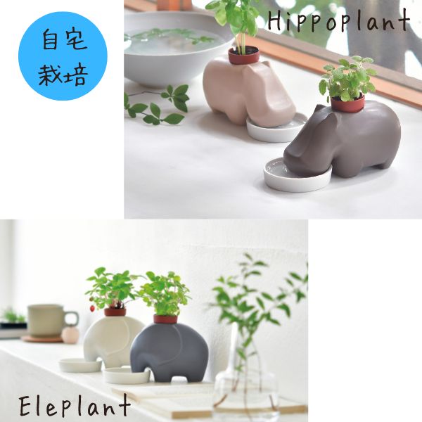 父の日 栽培キット 家庭菜園 おうち菜園 インテリアグリーン ギフト おしゃれ かわいい eleplant エレプラント hippoplant ヒッポプラント 体験型ギフト プレゼント 5/23-27限定! P最大47倍! 先着25名限定3％オフクーポン!